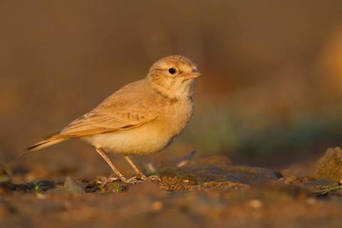 Bar-tailed Desert Lark - Sandlerche - Ammomanes cincturus, Marokko, adult