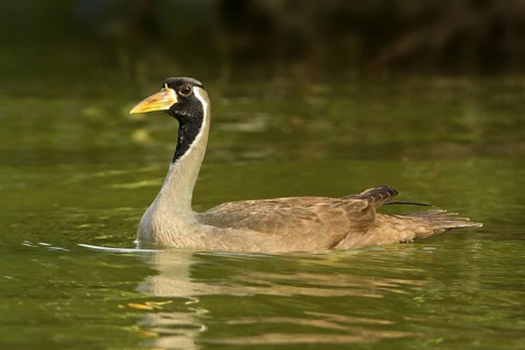 Masked Finfoot (Heliopais personatus) male, Seletar Reservoir, Singapore