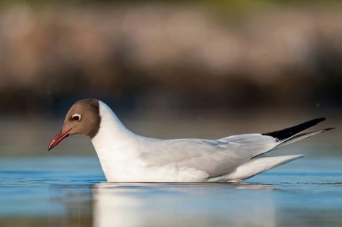Black-headed gull, Chroicocephalus ridibundus, black-headed gull, Larus ridibundus, birds,