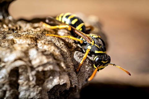 A detailed close-up of two wasps, their colours and patterns are clearly visible. The field wasps