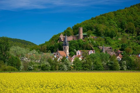 A peaceful town with a castle on a wooded hill surrounded by a yellow blooming field, Scherenburg