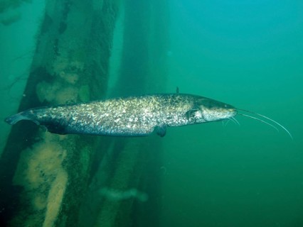 A catfish (Silurus glanis), Waller, swimming under water in front of the pillars of a bridge, dive