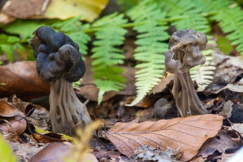 Spring pit laurel, pit laurel, helvella lacunosa, helvella sulcata, helvellaceae, lornel relatives,