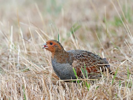 Partridge (Perdix perdix), calling in a mown meadow, Solms, Hesse, Germany