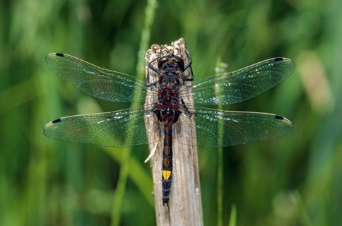 Large moss maiden, large white-faced darter, leucorrhinia pectoralis, yellow-spotted whiteface,