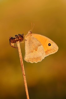 Meadow Brown (Maniola jurtina), female, North Rhine-Westphalia, Germany