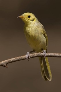 Yellow-tinted Honeyeater (Ptilotula flavescens), Western Australia, Australia
