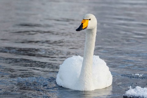 Whooper Swan (Cygnus cygnus), Finland