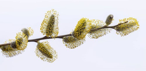 Goat willow, pussy willow, great sallow (Salix caprea) close up of flowering yellow male catkins in