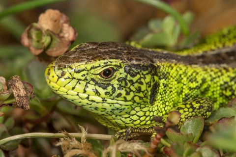 Close-up of a male sand lizard (Lacerta agilis) in nuptial dress among plants, Baden-Württemberg,