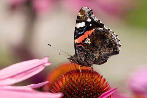 Red admiral butterfly (Vanessa atalanta) adult insect feeding on a garden purple Coneflower
