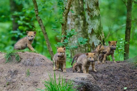 Young wolves on a reconnaissance mission in a forest clearing, wolf (Canis lupus), Germany