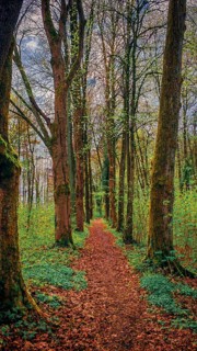 A dense forest trail through tall trees in relaxing shades of green, hiking in spring in the