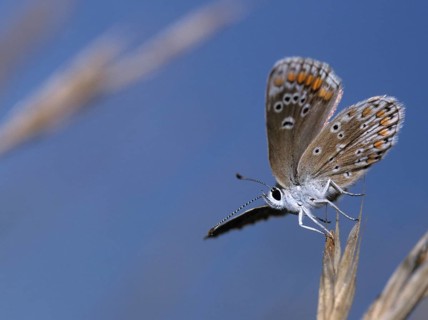 Aricia agestis, brown argus, dark brown blue, heather meadow browning, polyommatus agestis,