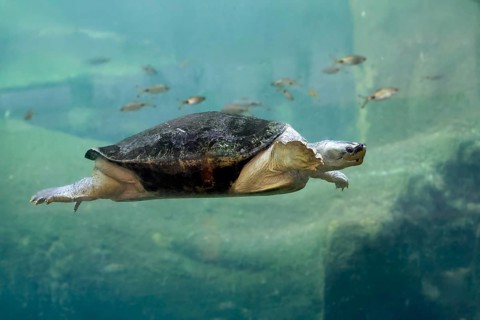Burmese Roofed Turtle (Batagur trivittata), adult, in water, swimming, Myanmar, Asia, captive