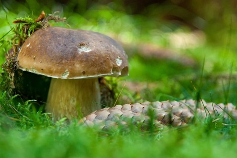 Boletus edulis, spruce porcini mushroom, porcini mushroom, fungi, fungus, mushrooms