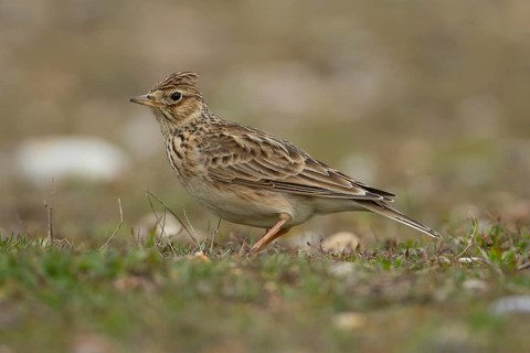 Eurasian skylark (Alauda arvensis) adult bird on grassland, England, United Kingdom