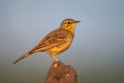 2009, Anthus Campestris, Brachpieper, Brandenburg, Germany, Grünhäuser See, Nabu, national natural