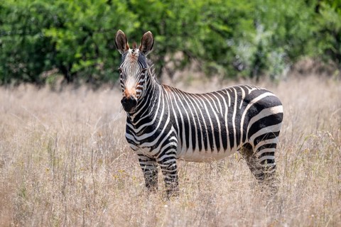Cape Mountain Zebra (Equus zebra zebra), adult animal, Mountain Zebra National Park, Eastern Cape,