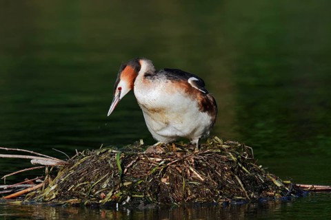 Great Crested Grebe (Podiceps cristatus) on the nest, North Rhine-Westphalia, Germany