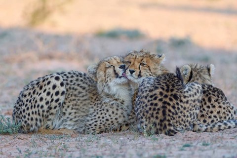 Cheetahs (Acinonyx jubatus), mother (left) with her two cubs, lying in the dry grassland, display