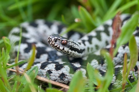 European adder, European viper, venomous snake, vipera berus, critters, poisonous reptiles, male,