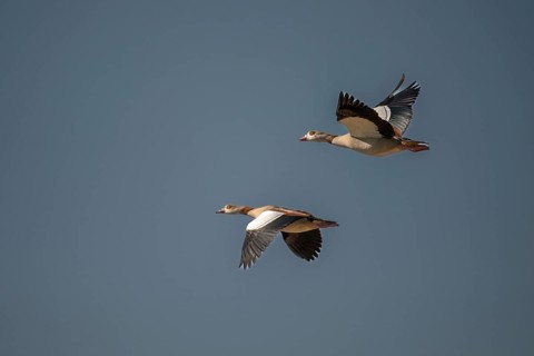 Alopoch Aegyptiacus, Egyptian Goose, Nile Goose, Anatidae, Birds, Duckbirds, Flying, Flight, Goose,