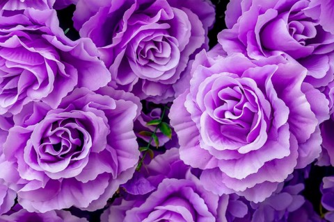 Artificial roses, Pattaya, Thailand