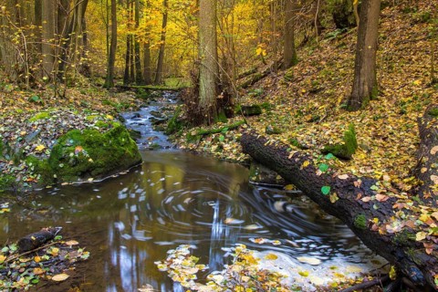 Germany, Saxony, Autumn, Bach, Elstertal, Rivers, Autumn, Kaltenbach, Landscape, Landscape,