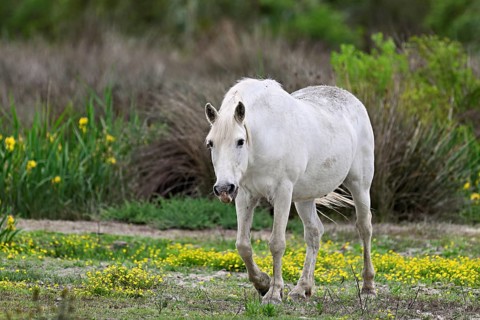 Camargue horse (Equus caballus), running across a meadow of yellow flowers in bloom,
