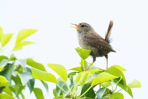 A wren (Troglodytes troglodytes) on a twig with its beak open, singing, surrounded by green leaves,