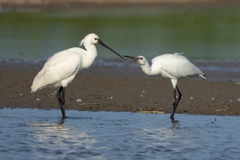 Eurasian spoonbill (Platalea leucorodia) adult bird in a shallow lagoon with a juvenile bird