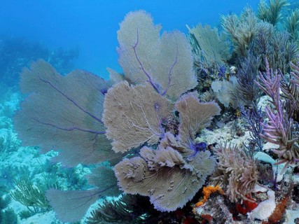 Various Venus fans (Gorgonia ventalina) in shades of blue and purple look vibrant on the seabed at