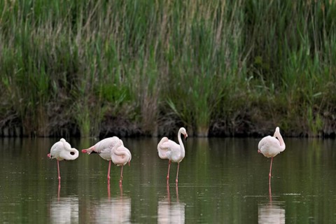 A group of greater flamingos (Phoenicopterus roseus), standing in the water, Camargue Regional
