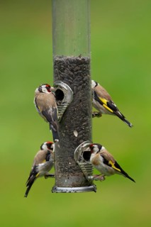 European goldfinch (Carduelis carduelis) four adult garden birds on a seed feeder, England, United