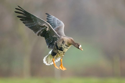 Greater White-fronted Goose (Anser albifrons) flying, North Rhine-Westphalia, Germany