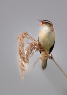 Acrocephalus Schoenobaenus, Sedge Warbler, Birds, Song, Passeri, Singing, Songbirds, Birds, Warbler