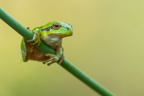 European tree frog (Hyla arborea), Zandvort, Netherlands