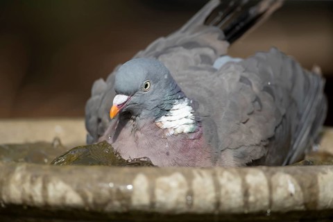 Wood pigeon (Columba palumbus) adult bird bathing in water of a garden bird bath, Suffolk, England,