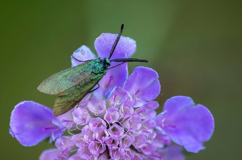 Adscita geryon, cistus forester, green ram, sunrose green ram, zygaenidae, burnet, butterfly,