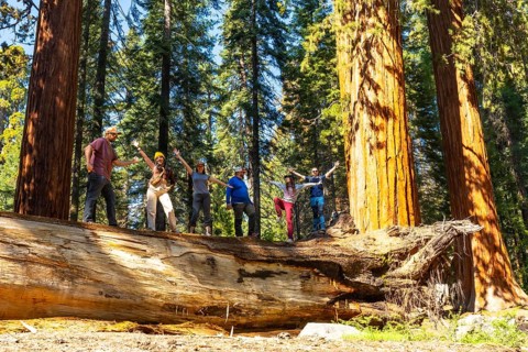 Tourist friends stand on a massive fallen sequoia trunk in sequoia national park, exploring the