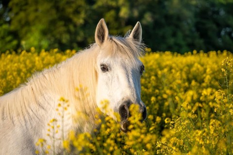 Horse, mold, mare, portrait, in a rapeseed field