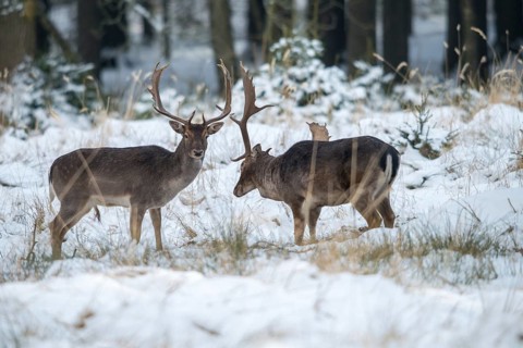 Dama dama, fallow deer, fallow deer, mammals, shovelers, snow, mammals, winter