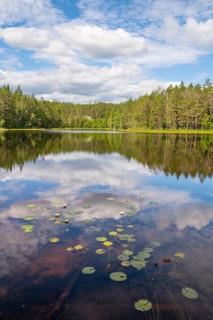 View across Ongeltjørn, water lilies (Nymphaea), Telemark, Norway