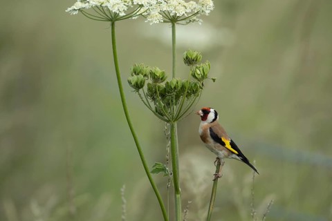European goldfinch (Carduelis carduelis) adult bird on a Hogweed seedhead, England, United Kingdom