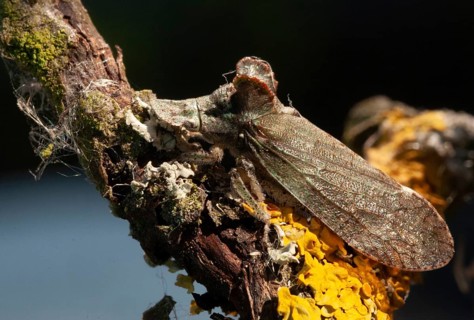 Auchenorrhyncha, cicadellidae, cicadomorpha, common ear cicada, hemiptera, horned leaf hopper,