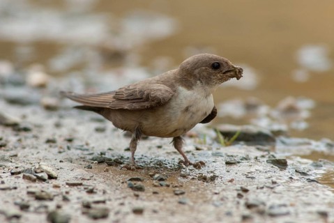 Crag martin, rock swallow, ptyonoprogne rupestris, birds, extremadura, nest building, passeri,