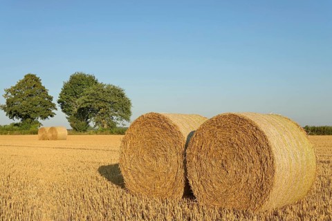 Grain field, stubble field with round straw bales, blue sky, North Rhine-Westphalia, Germany