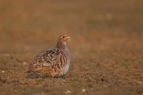 Grey or English or Hungarian partridge (Perdix perdix) adult game bird in a farmland field,