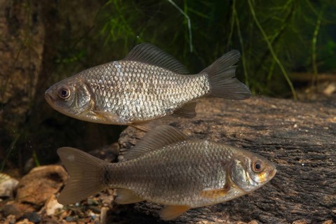 Carassius carp, crucian carp, cobbler carp, fish, fishes, pisces
